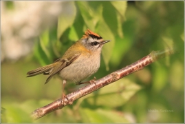 <p>KRÁLÍČEK OHNIVÝ (Regulus ignicapillus) /Firecrest - Sommergoldhähnchen/</p>